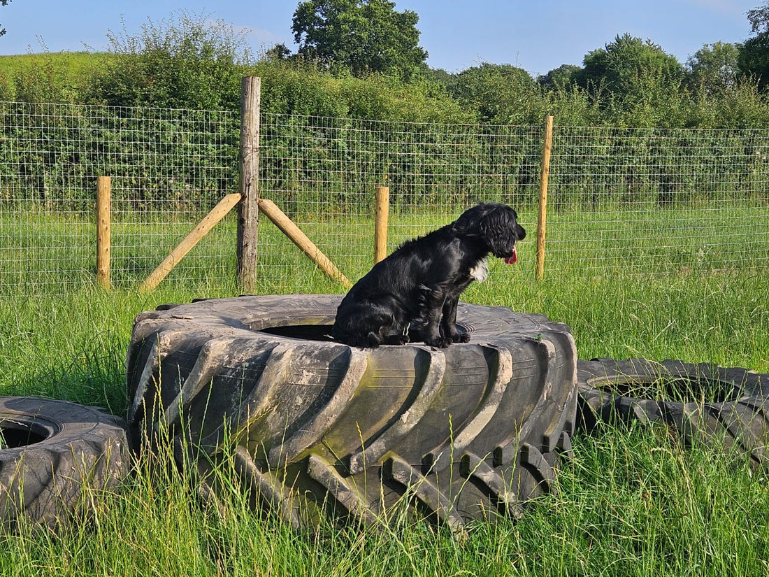 Is your furry friend craving more outdoor adventure?