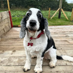 Dog sat on plum tree barks secure field