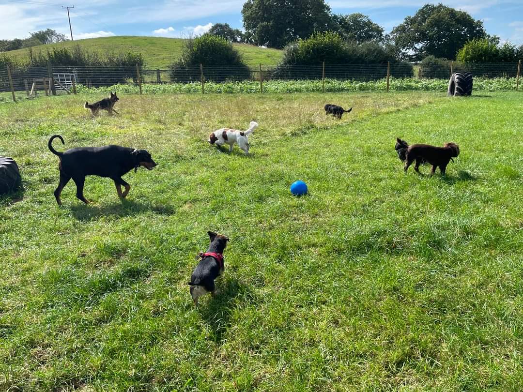 group of dogs playing on the plum tree barks field