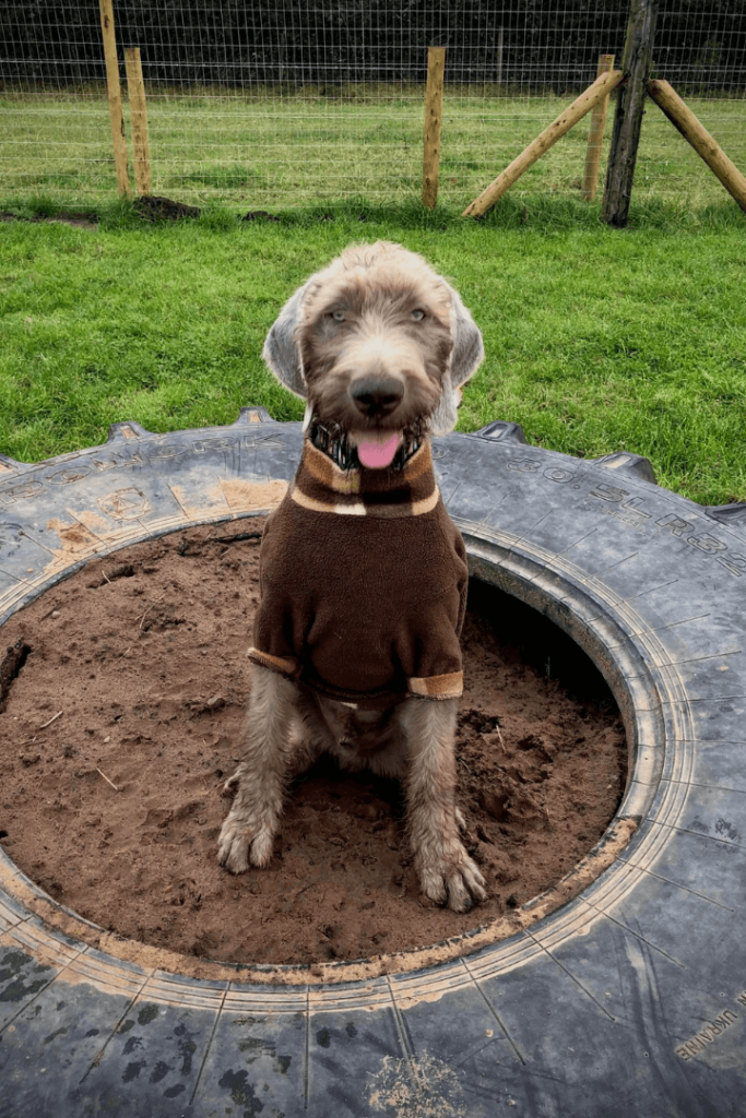 dog sitting in a tyre at plum tree secure dog field