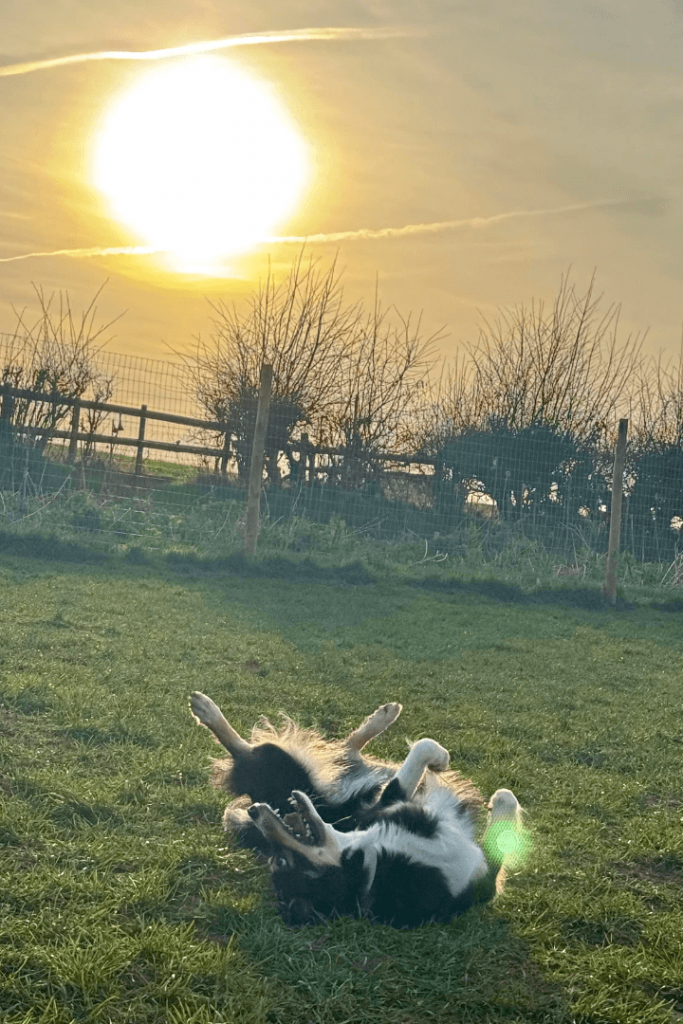 dog rolling on plum tree barks secure dog field