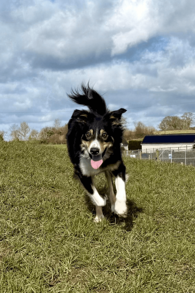 Dog running on dog playing field