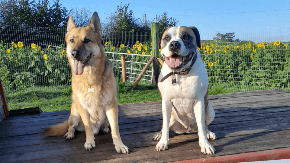 two dogs posing at plum tree barks