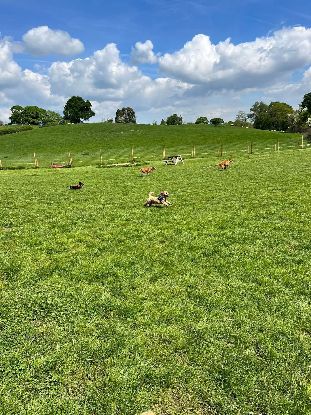 dogs playing in the paddock